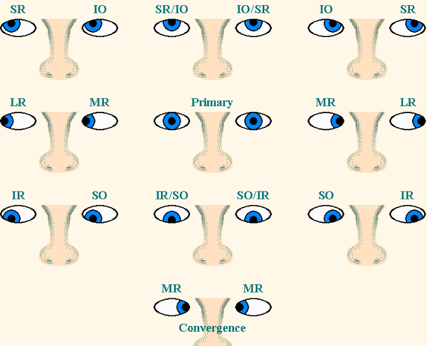 外直肌(lateral rectus, lr; 内直肌(medial rect