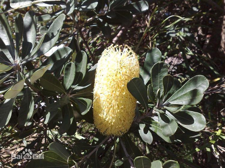其实这是banksia,山龙眼,拔克西木属.