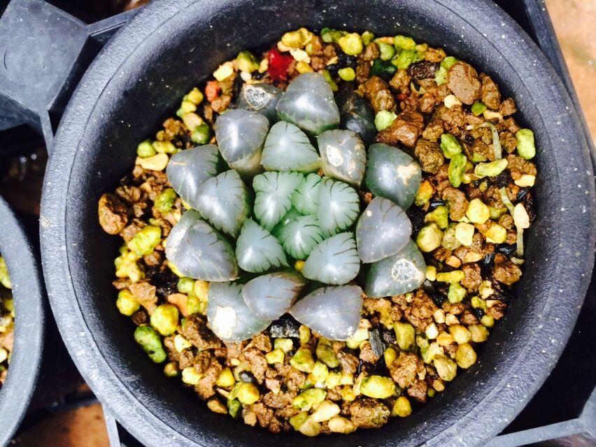 便宜不怕摔好打理 控根盆其实对多肉作用不太大··· 小黑方万象盆都