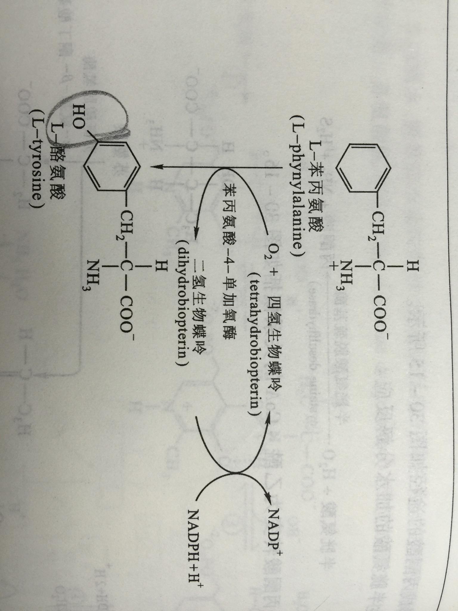 对于人类为什么苯丙氨酸是必需氨基酸而酪氨酸是非必需氨基酸