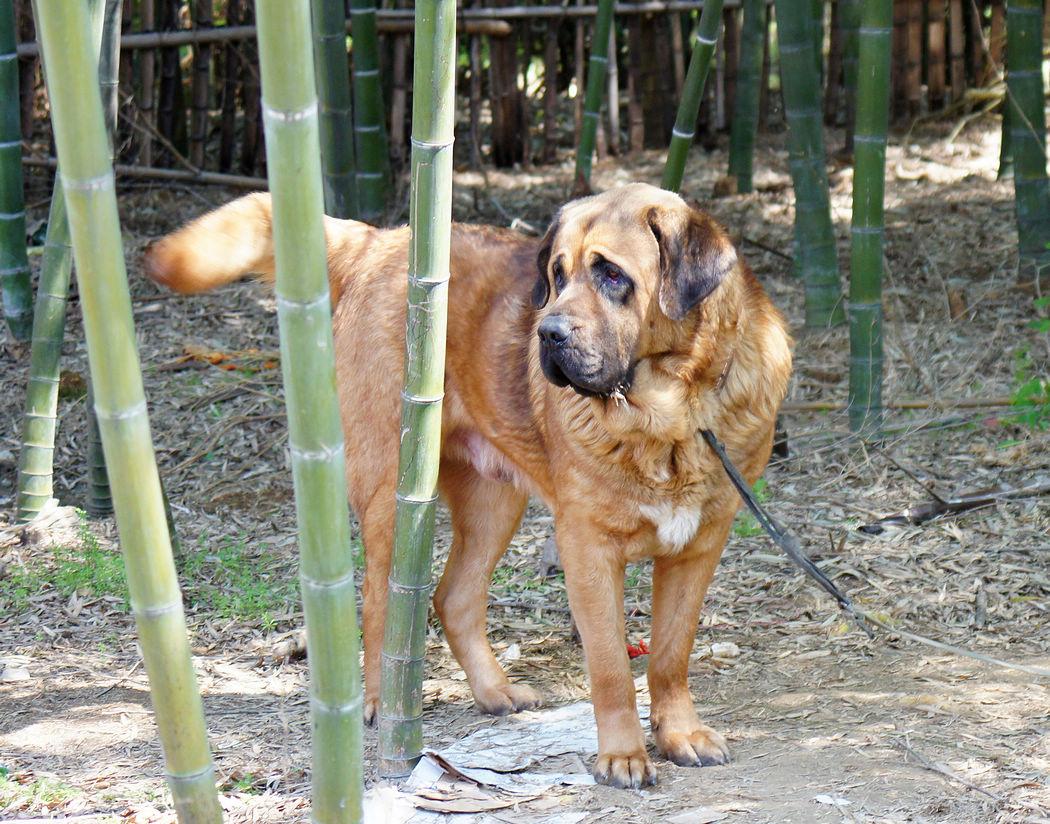 梗2014年约克夏才加入akc,所以资料并不齐全,说一声sorry约克夏11