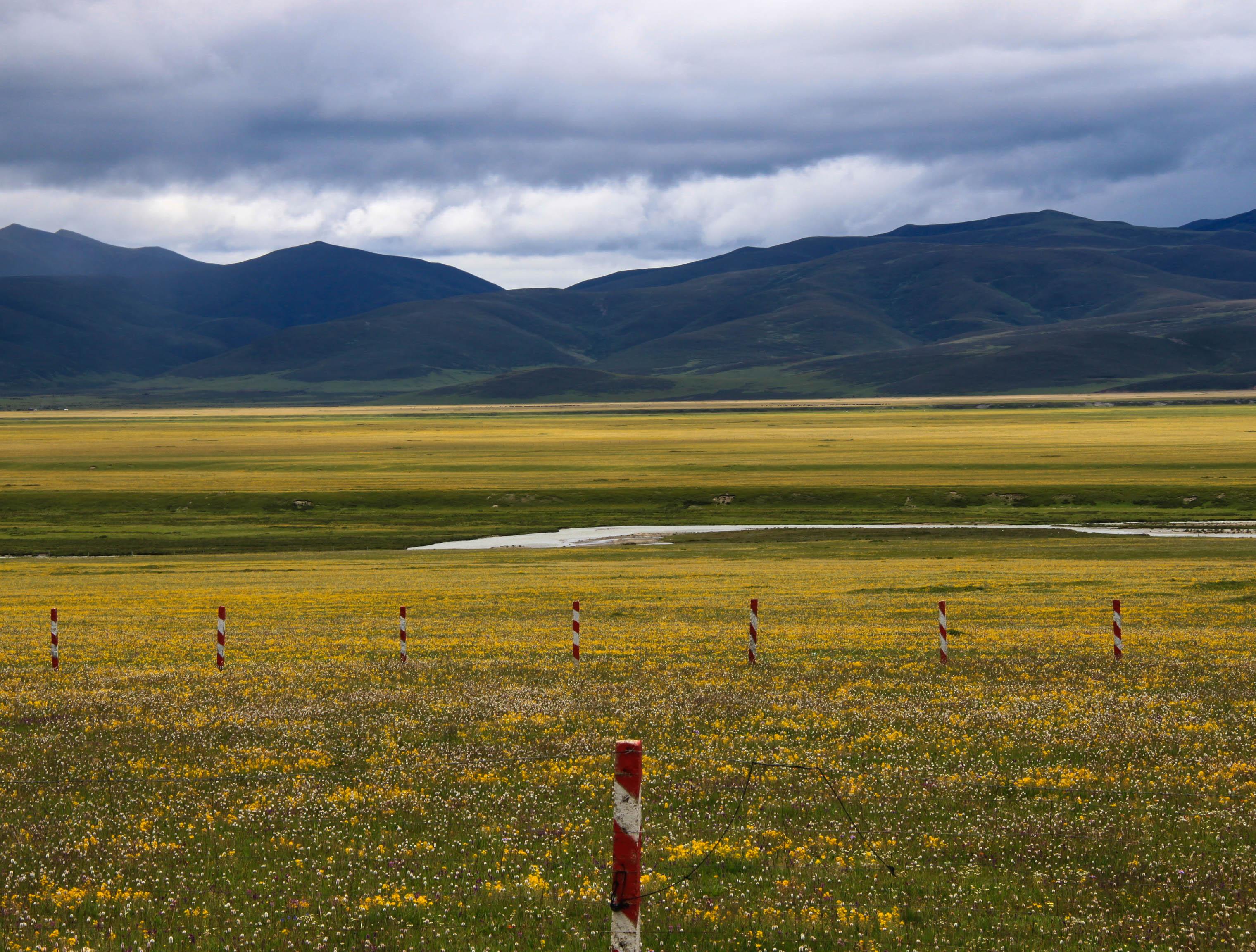理塘,毛垭大草原.邦达,闪光的青稞和村庄里的白塔.