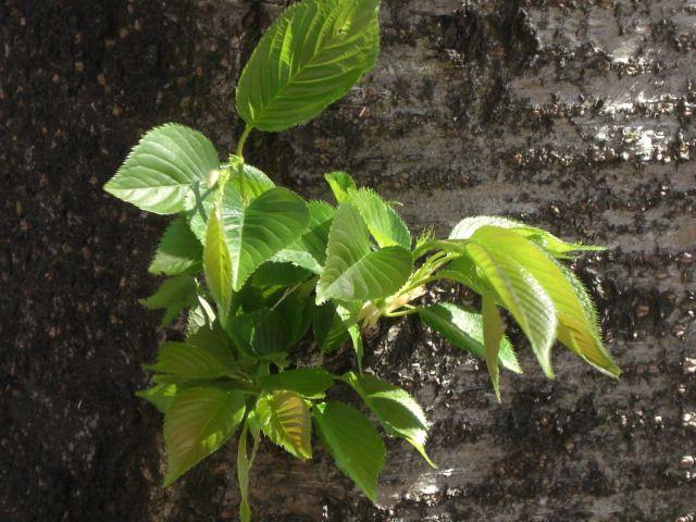 如何一眼认出樱花?