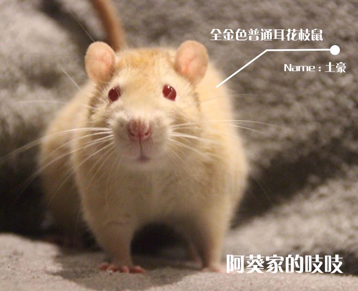 米老鼠是什麼鼠 | 混亂博物館 _米老鼠的資料 - 神拓網
