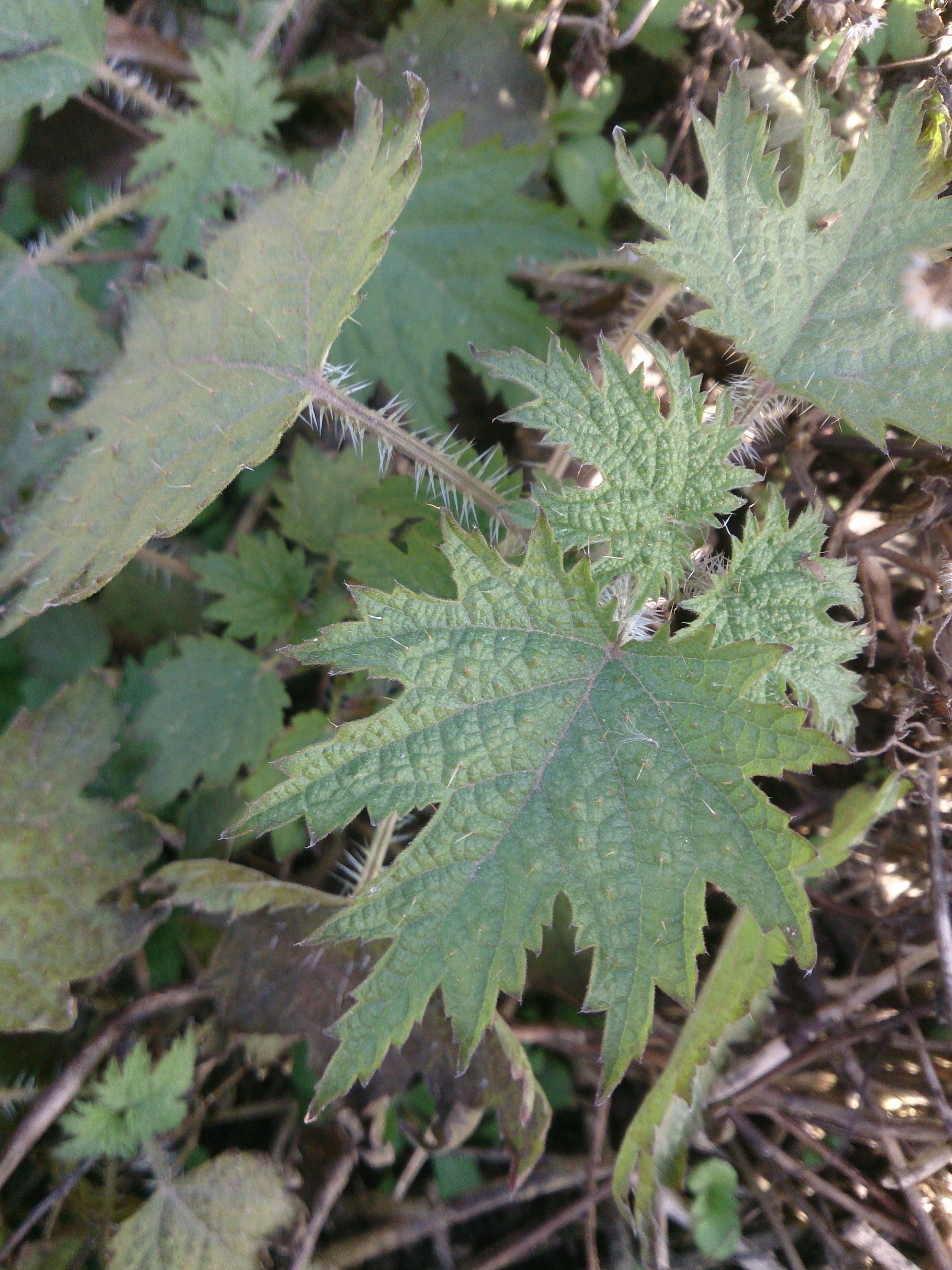 叶子带刺的草药图片