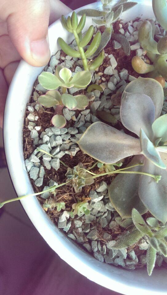 子持莲华母株枯了 但是侧芽还好(貌似)如何摘掉