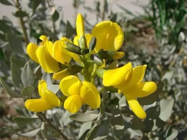 草原植物形象代言人沙冬青