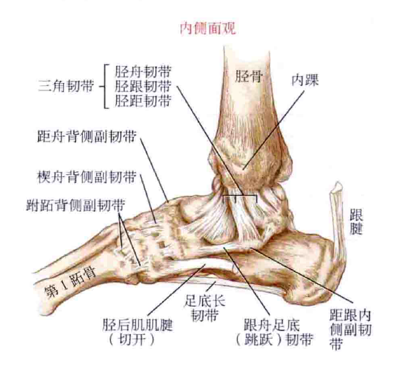 踝内侧的韧带,又称三角韧带,由3束构成,分别为:胫舟韧带,胫距韧带,胫