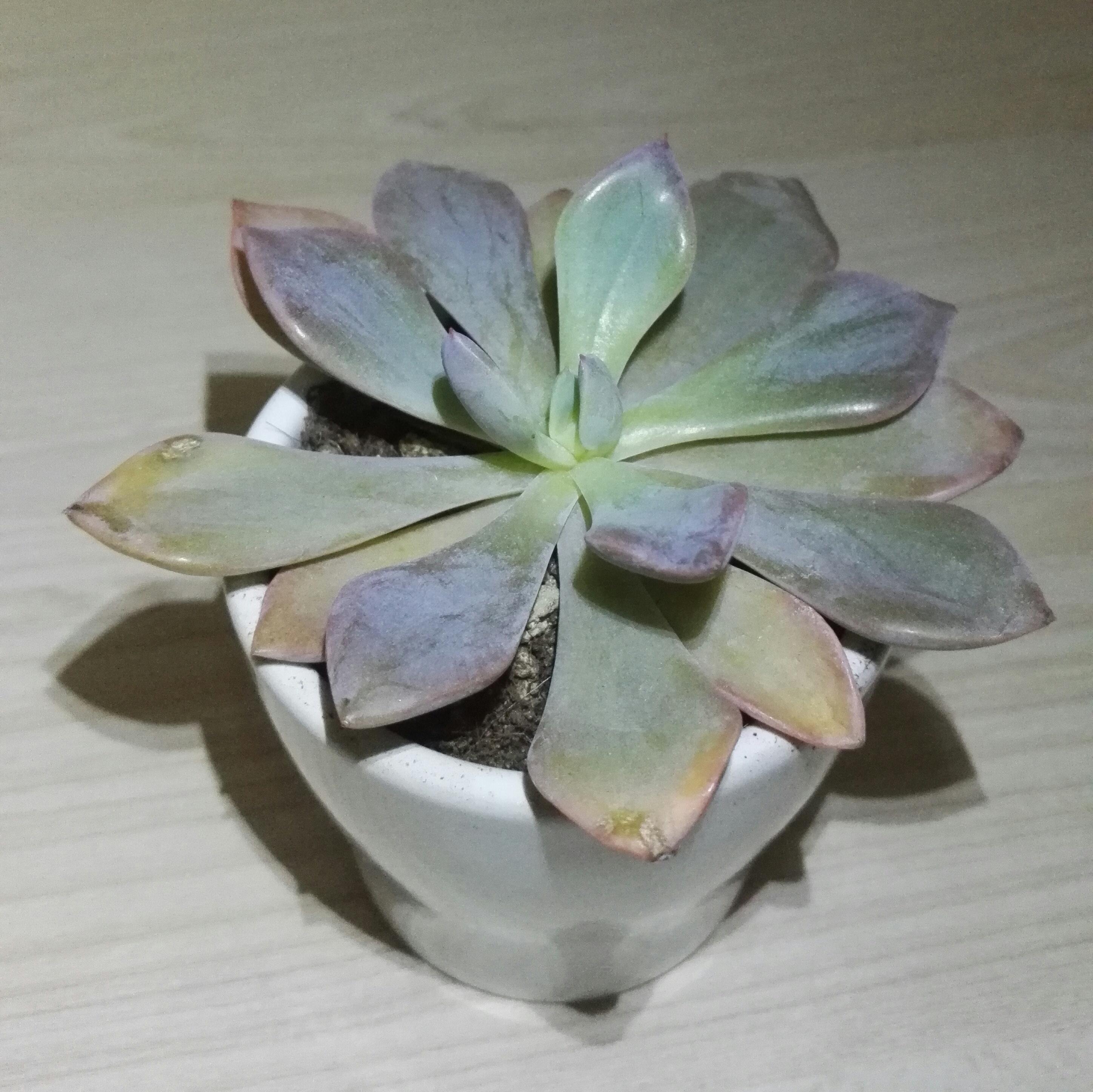 如何给多肉换盆而不伤到叶片? - 植物种植