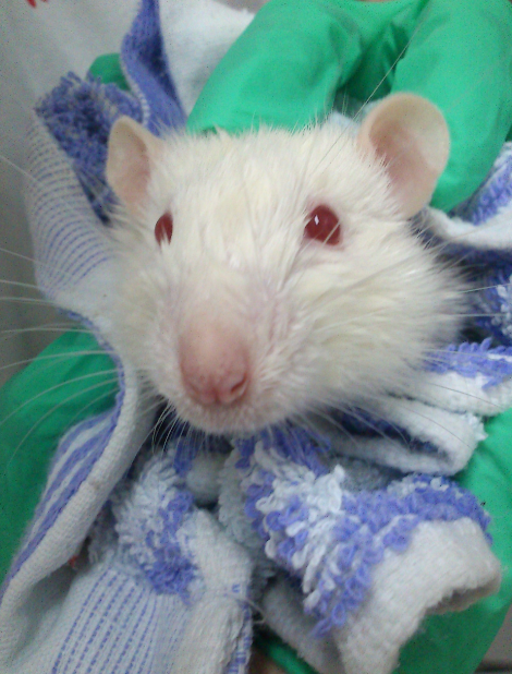 养老鼠是什么样的体验?