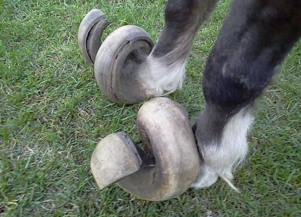 为什么人和动物的指甲不受约束生长时会不断扭曲,而不是像电影里的