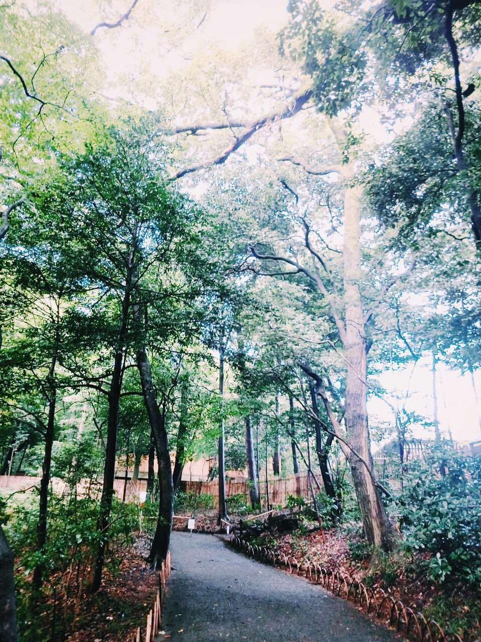 第一次去日本旅行是一种怎样的体验? - ciciliy 的