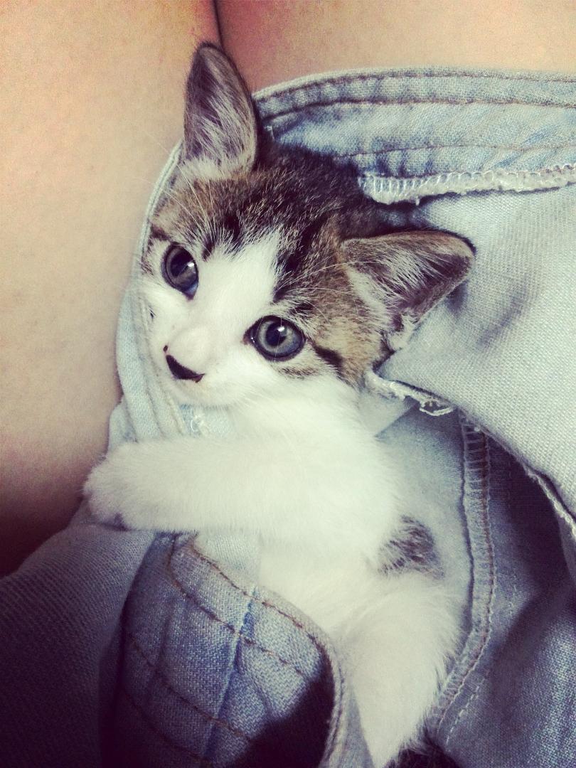 在大学宿舍养猫是一种什么样的体验?