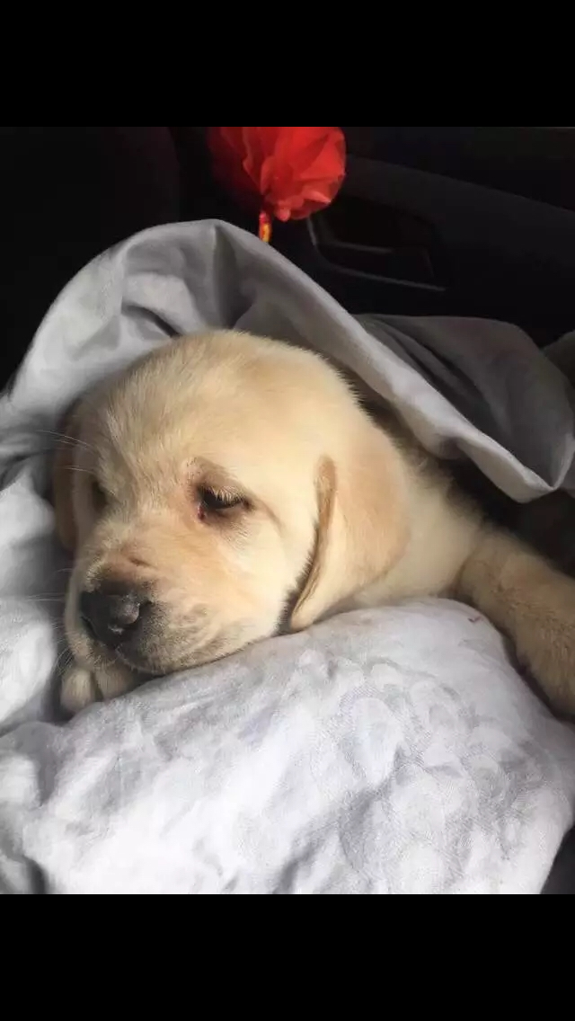 拉布拉多拉布哈哈拉布现在一岁半啦虽然有些中毒后遗症变得有些傻但是