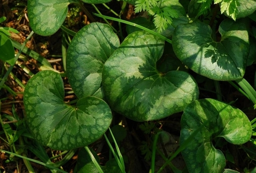 离骚中有多少种植物?其中有多少种可食用? - 知乎
