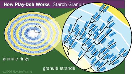 隔夜饭的价值(上)-大米淀粉结构