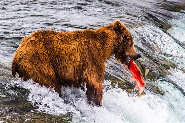 katmai 觀熊指南