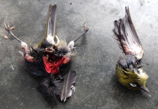 大多数的猫并没有提伯勒斯的杀伤力,但根据野生动物保护协会(wildlife