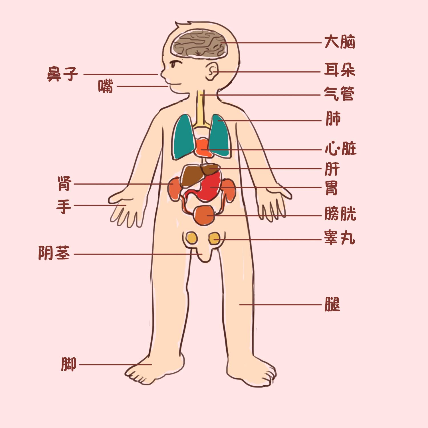 男性解剖人体器官的射线视图图片下载 - 觅知网