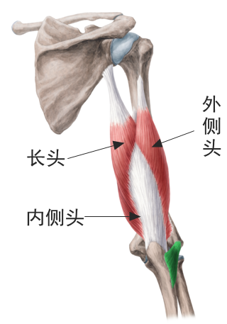 番外章,训练动作不求人——大白话运动解剖学(肱三头肌) - 知乎