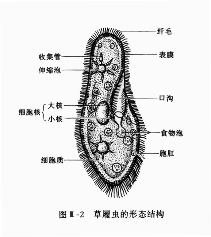 基本上在所有的普通生物学课本中,属于原生动物门的草履虫都是第一个