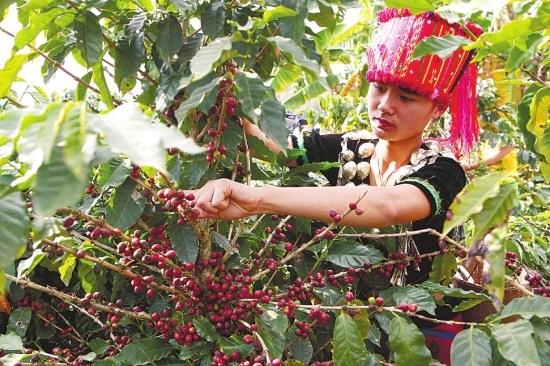 韩国、美国、中国本土咖啡连锁店竞争日趋激烈