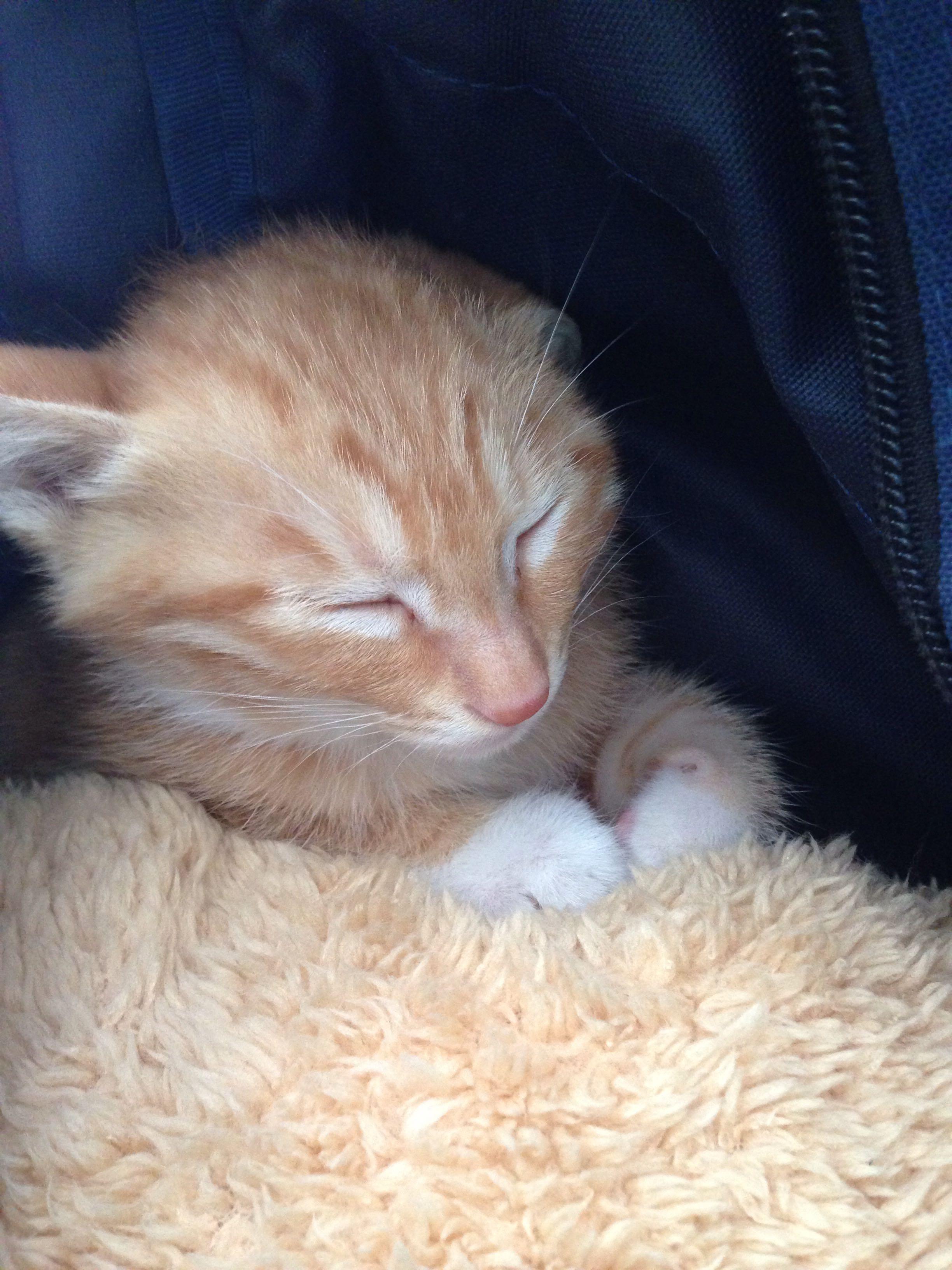 如何拥有一只黏人的小猫咪 91cbf06bf43bcdae58a4a4d08cee2b6c_r.jpg