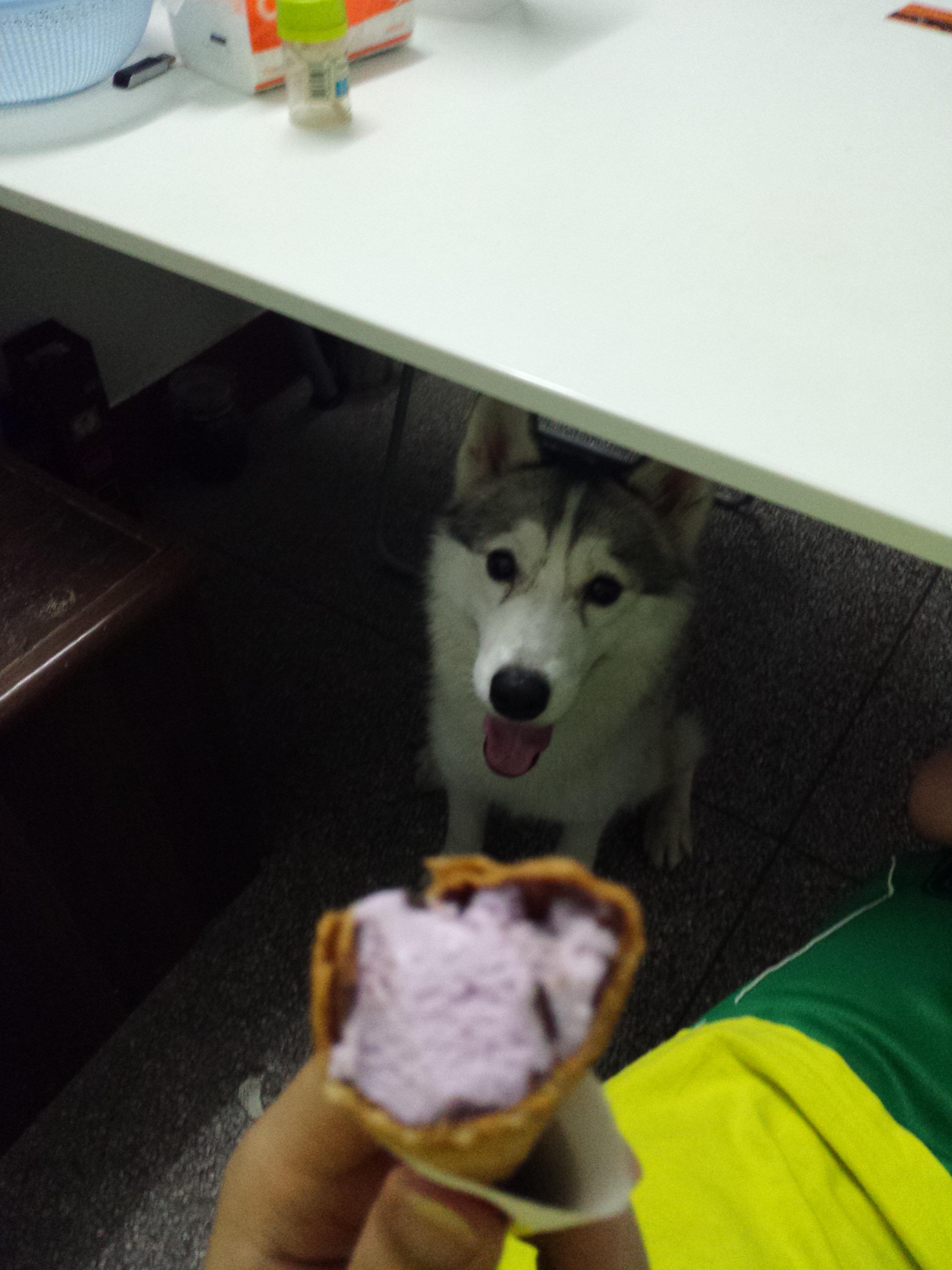 固定在一个小区生活的流浪母猫会把自己养不活