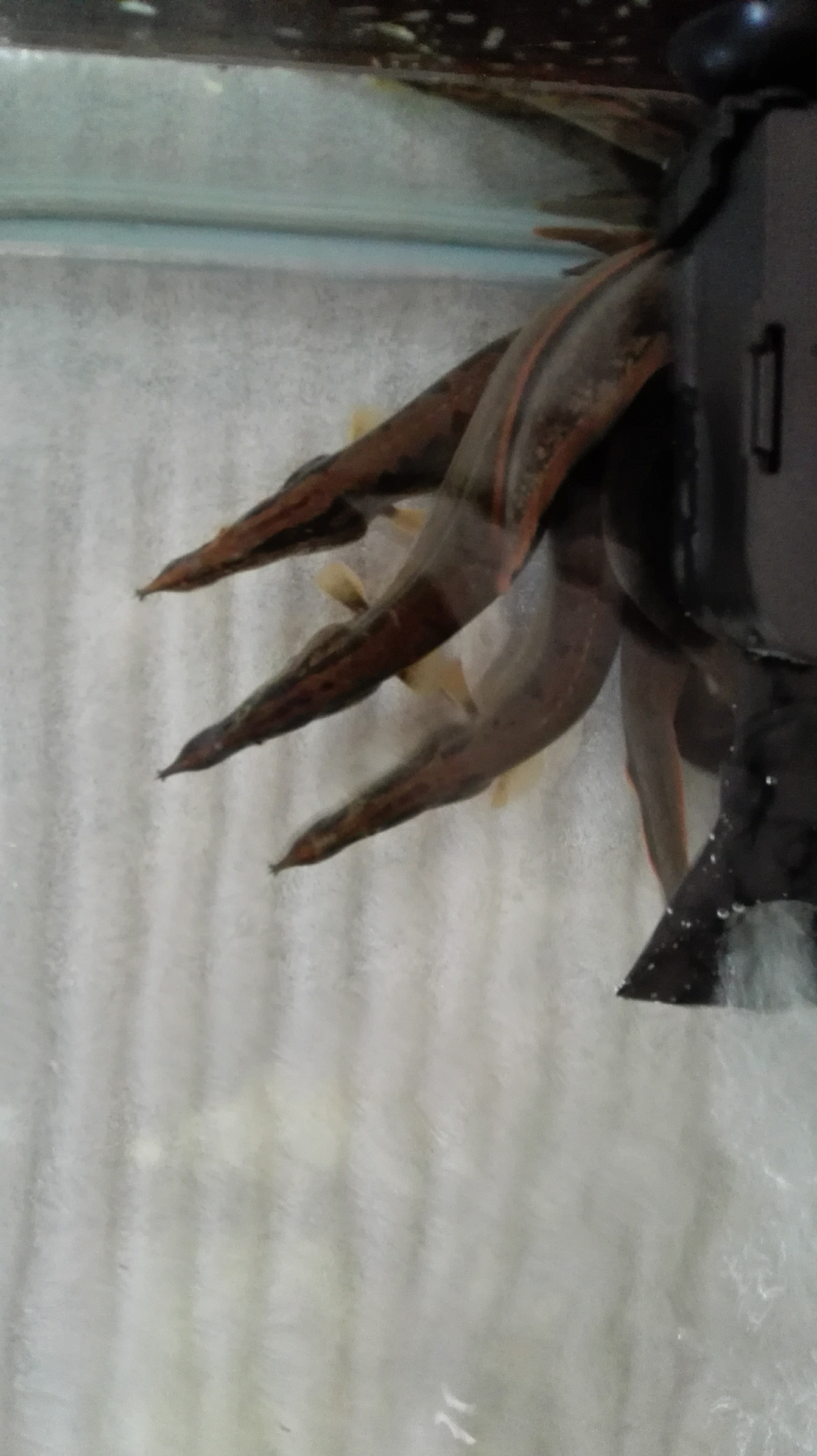 这是什么鱼呢,背部有刺,周身有花斑,头尖,吻部(鼻部?)有短须.