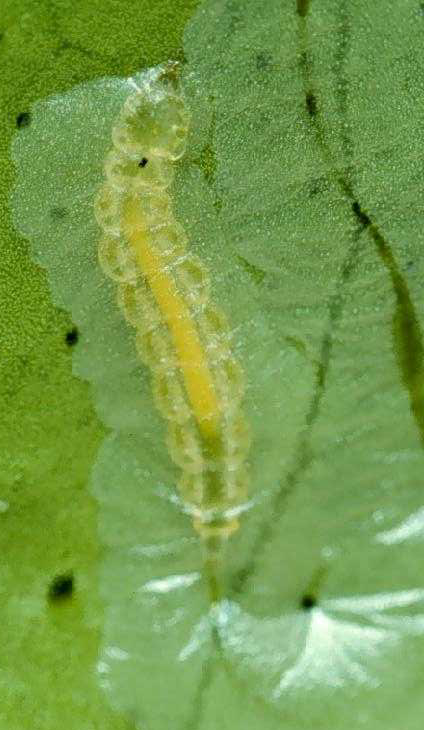 额,鳞翅目蝶类和蛾类幼虫的区分主要在于气门的排列,趾沟的排列还有毛