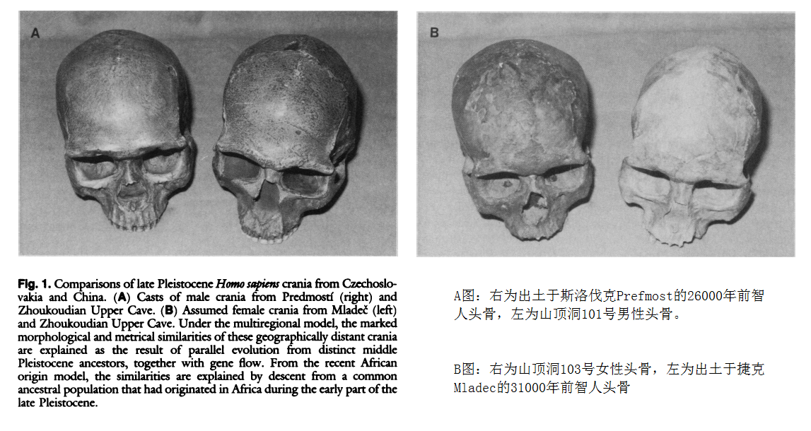 典型蒙古人种的形成与史前扩张 - 1: 百年迷思--山顶洞人是我们的祖先