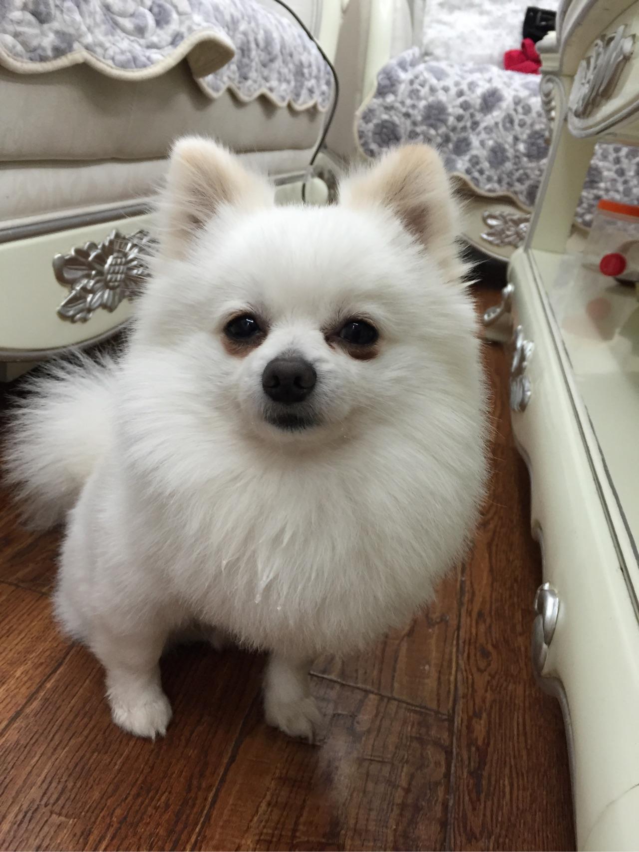 养狗人士常说「我家的狗不咬人」是一种什么心