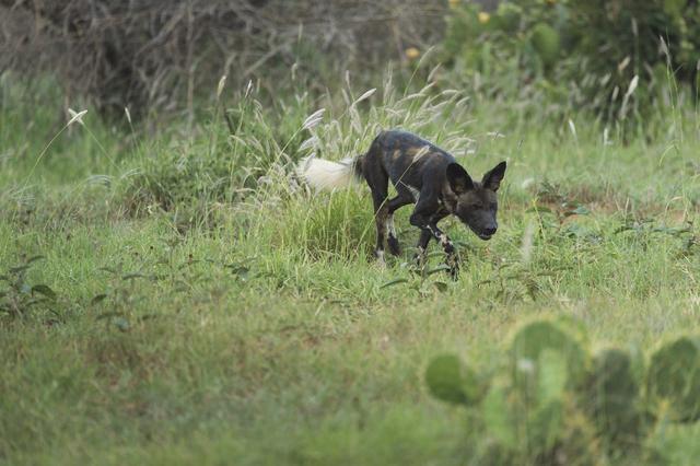 濒临灭绝的非洲野犬