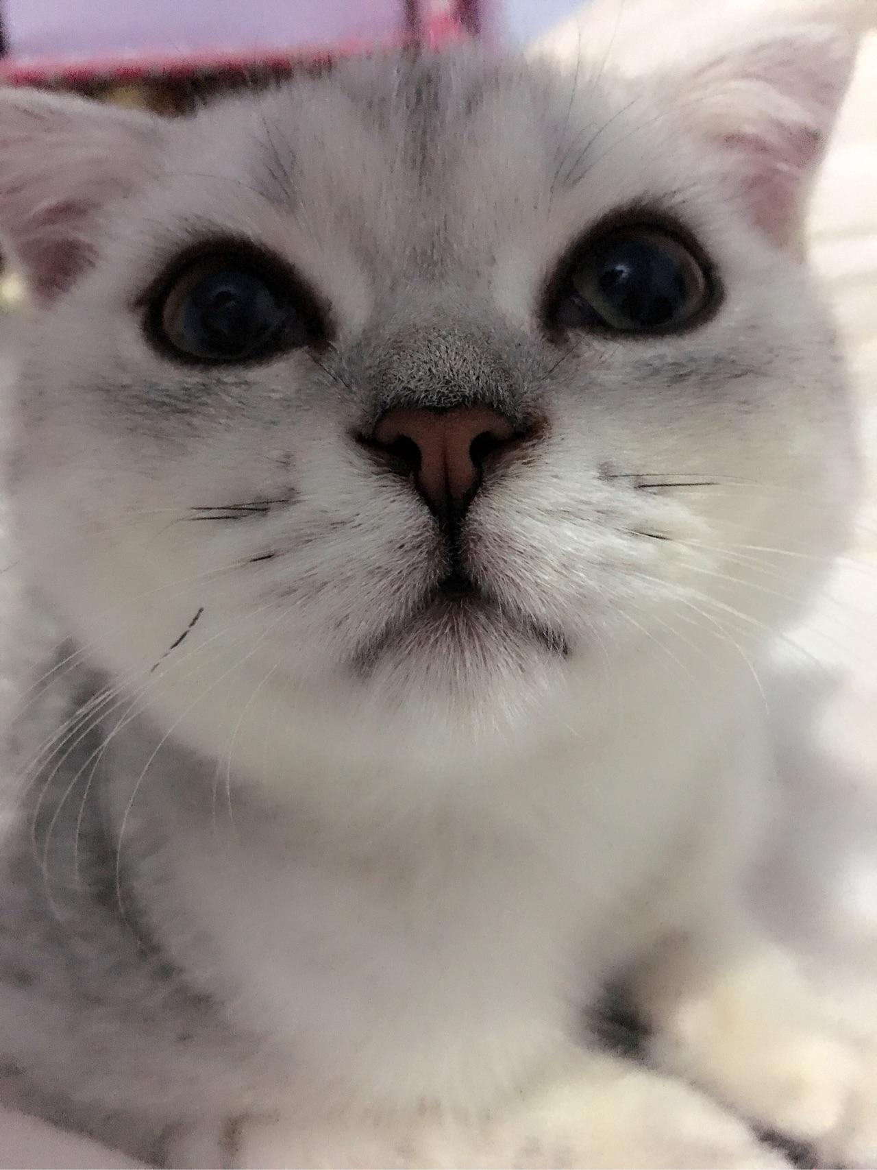 为什么猫咪会吐一段舌头?