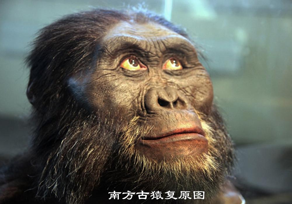 历史年鉴: 人类从猿到人的这几百万年! - 知乎