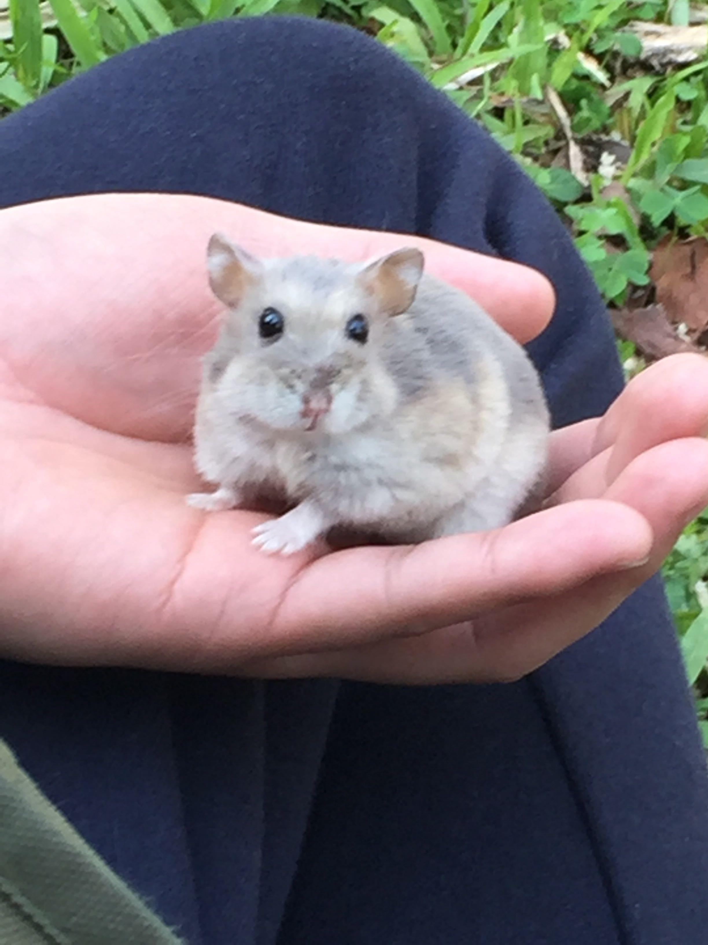 为什么有人会养仓鼠? - 刘高冷的回答 - 知乎