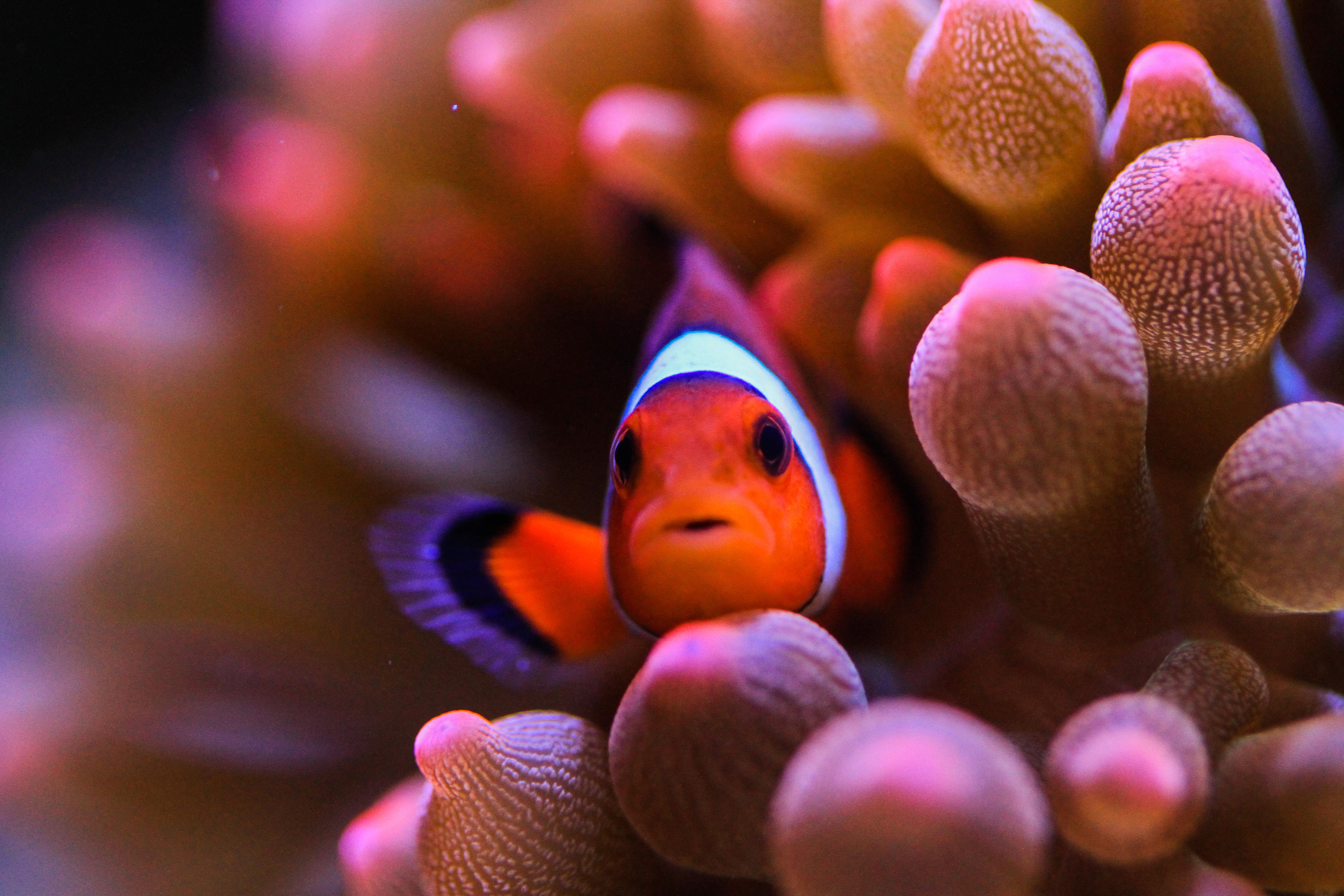 就是专栏的头像的这条1,公子小丑ps:由于实验室目前有养殖的种类不够