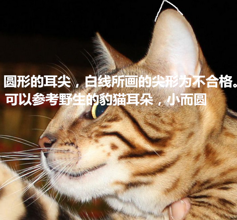 如何挑选一只孟加拉豹猫 孟加拉豹猫贵还是加菲 柏然网