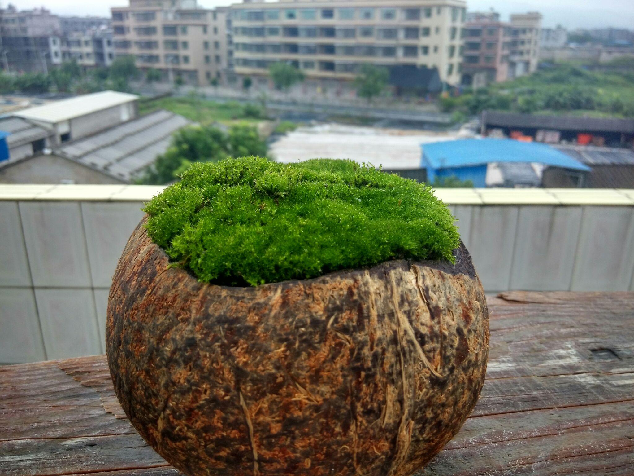 手工diy苔藓盆景