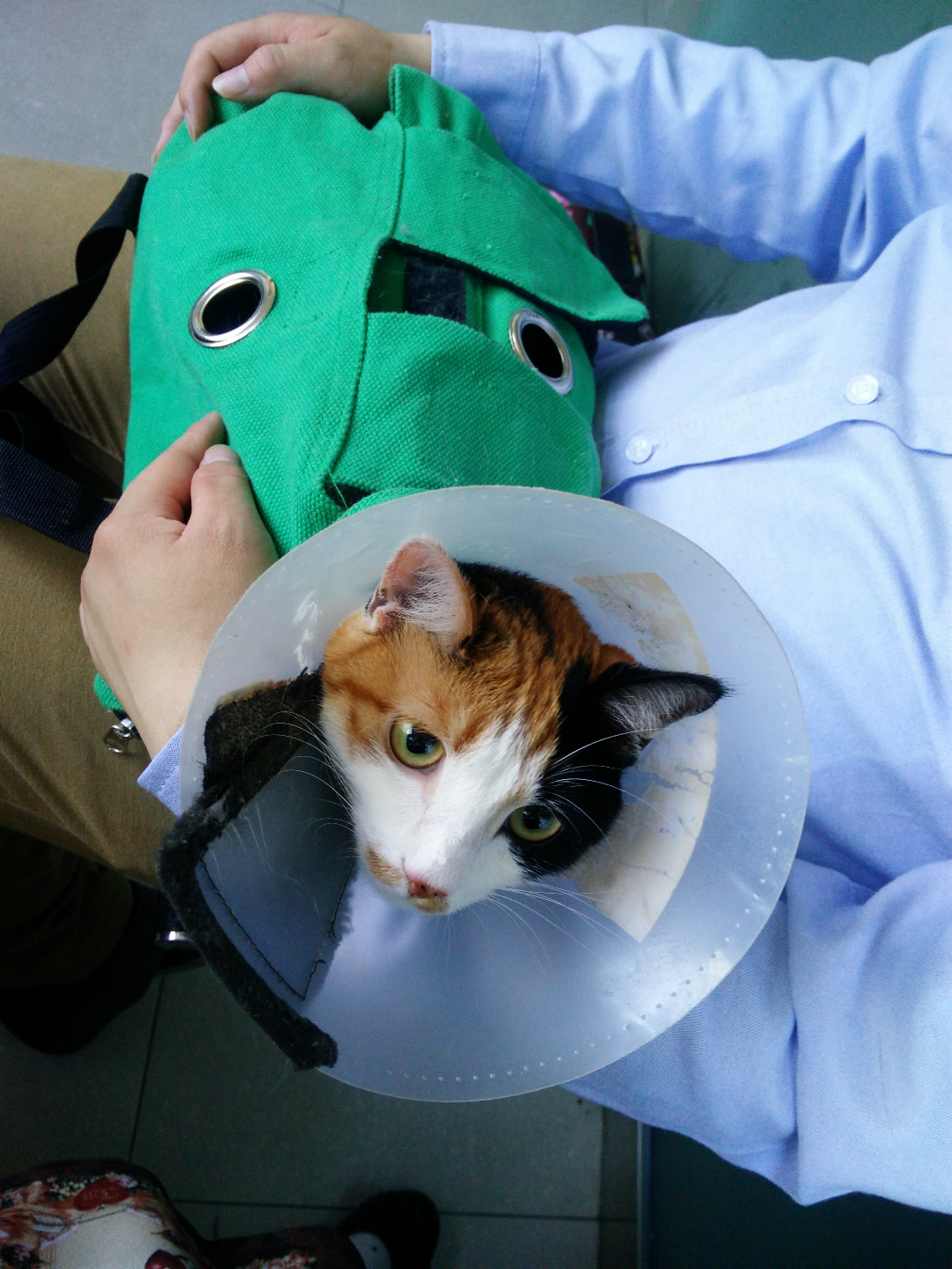 特别淘气的母猫绝育怎么防止一系列问题?