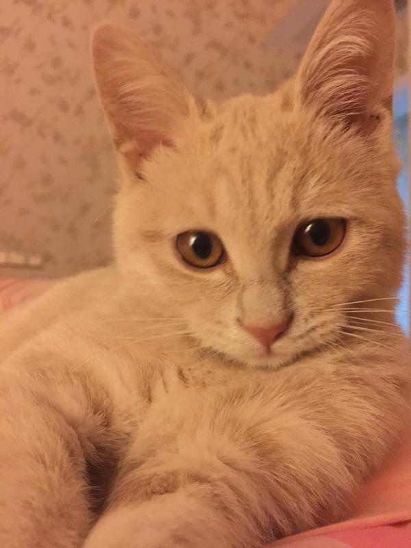 喵星人受喜爱的地位是如何上升至现在这种情况的?