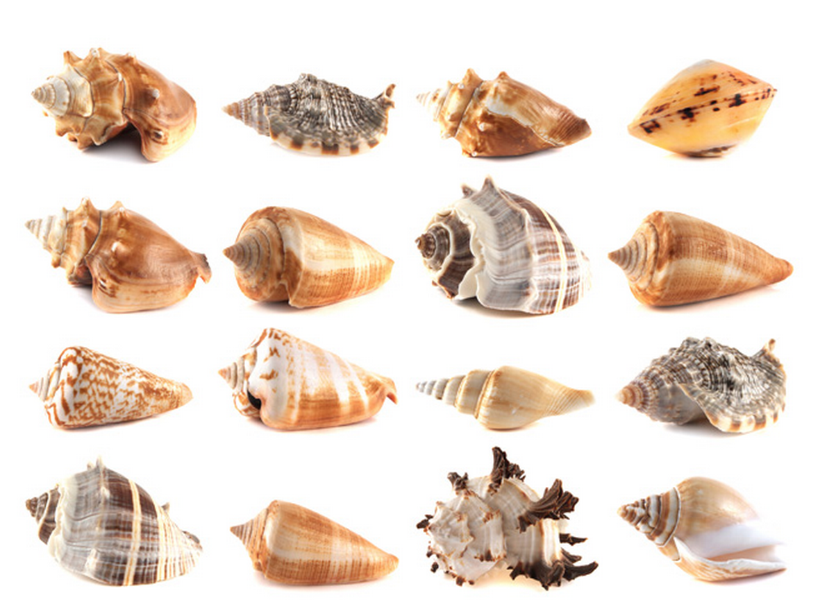 各种螺类图片,螺类图片,食用螺的种类及图片_大山谷图库