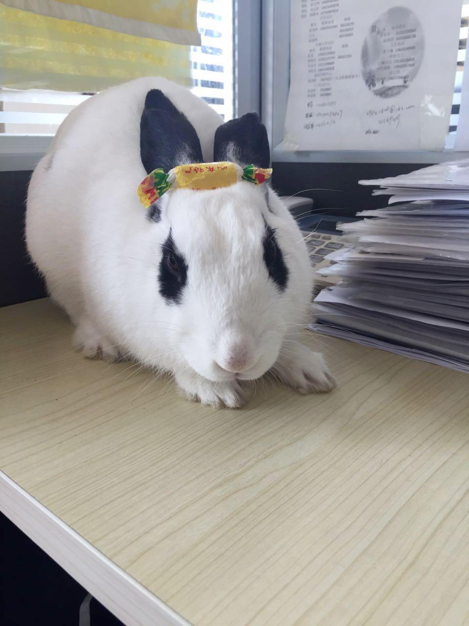 兔子每天夜里都狂跺脚到底为啥? - 宁洛尘的回