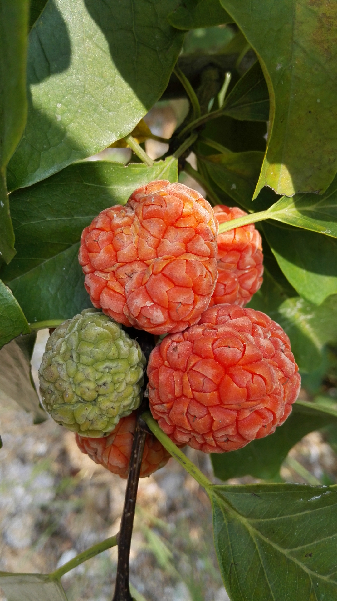 帮我看看这是啥果实?