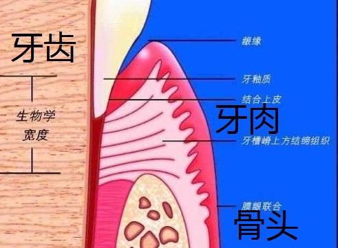 距离包围牙根那一圈牙槽骨的顶端