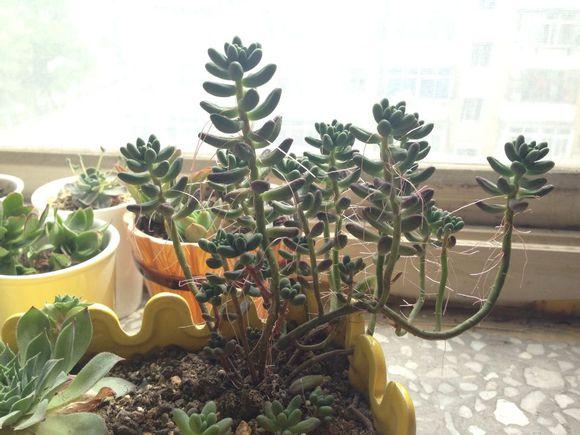 多肉植物长了气根怎么办 看大叔的方法吧 知乎