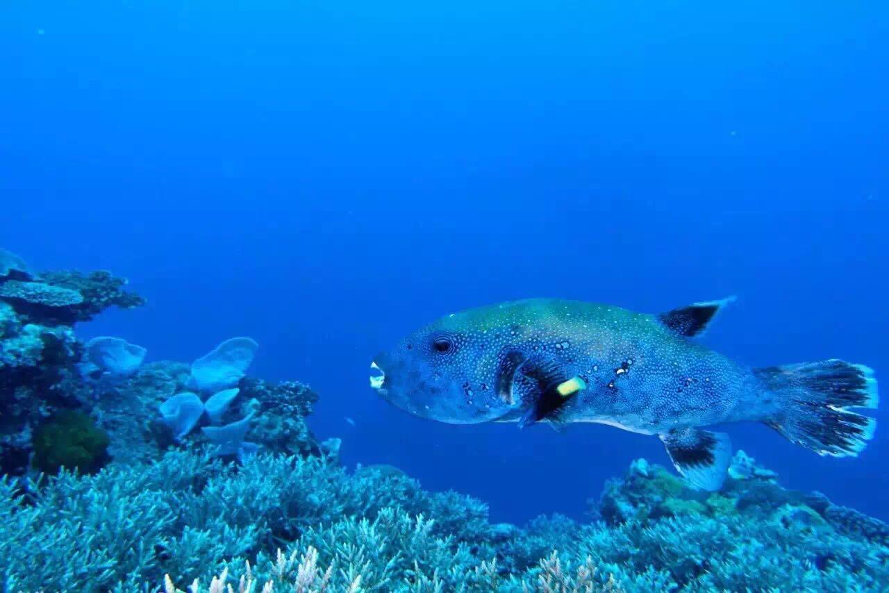 天地一沙鷗的出世感～～哦,對了,他們在那捕的魚～～一直以為西沙群島