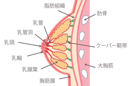 期内部结构是这样的:乳房的解剖结构和乳腺炎发病原理需要注意的是