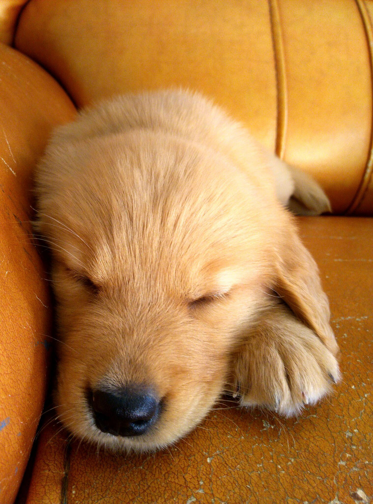 犬瘟热如何有效的治疗? - yummy队长的回答 - 