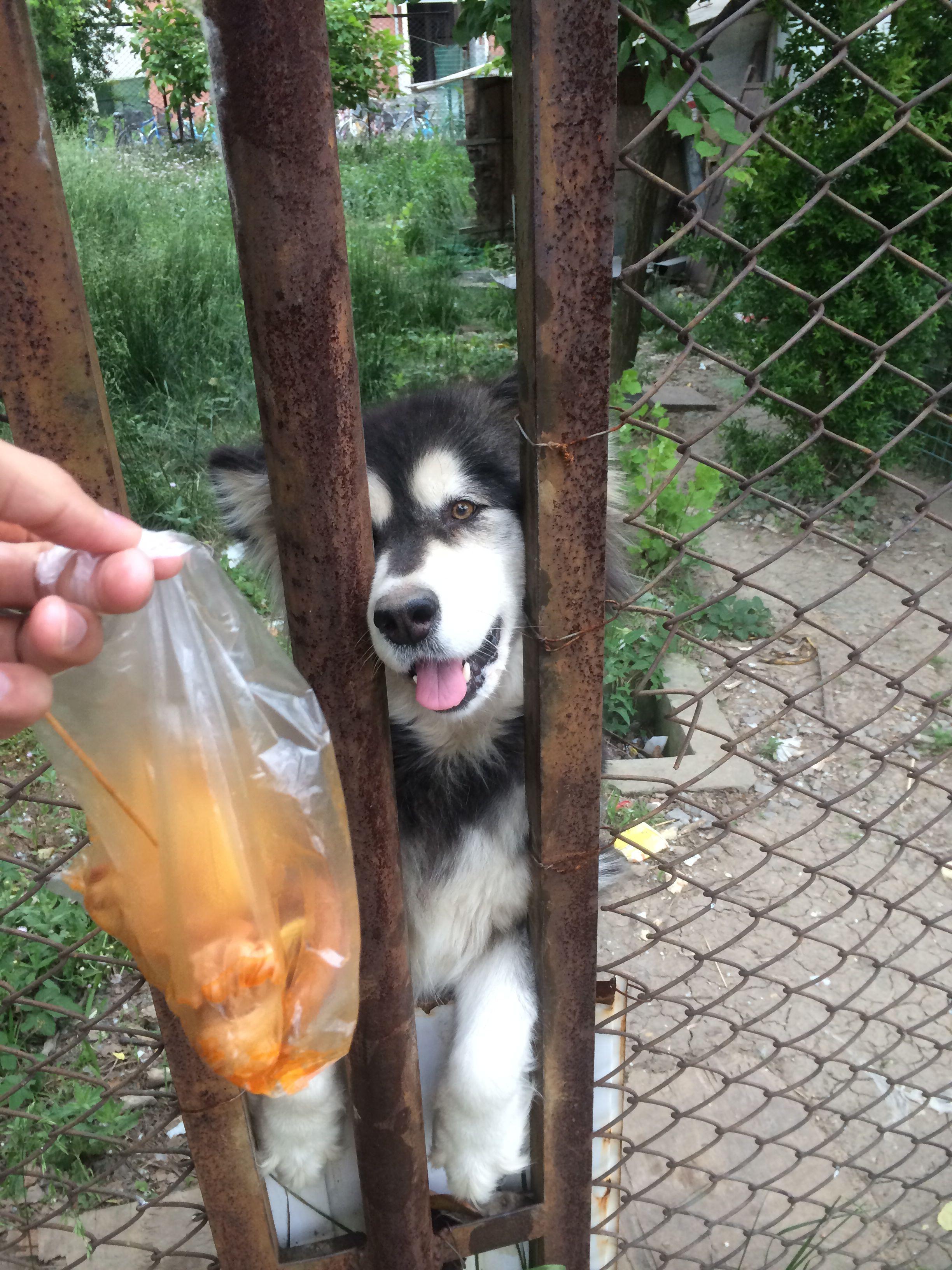 为什么狗比猫更驯良? - 素履之往的回答 - 知乎